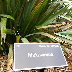 No Latin, taxonomic names for these harakeke