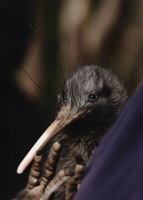 Brown Kiwi, Photo Sara Tansy, The Capital Kiwi Project