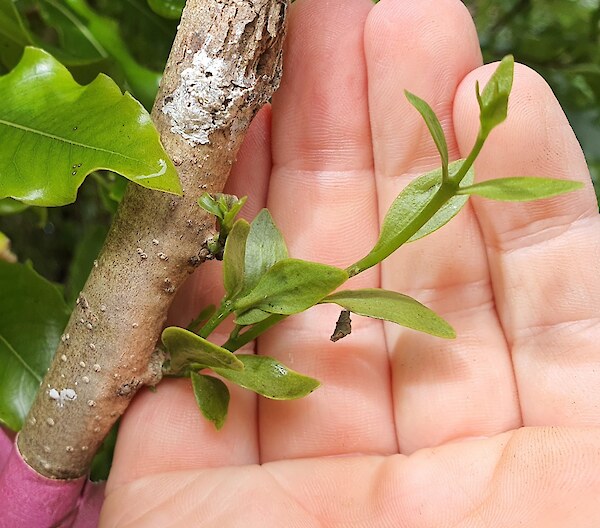 White mistletoe (Tupeia antarctica) two years after planting by Ben