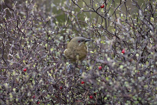 Korimako, Tony Stoddard wildbirds.nz