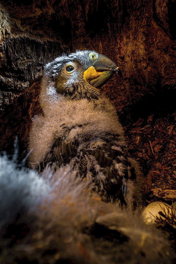 Kākā chick nesting in an old, Ōtari hinau. Photo Rob Suisted/NZ Geographic