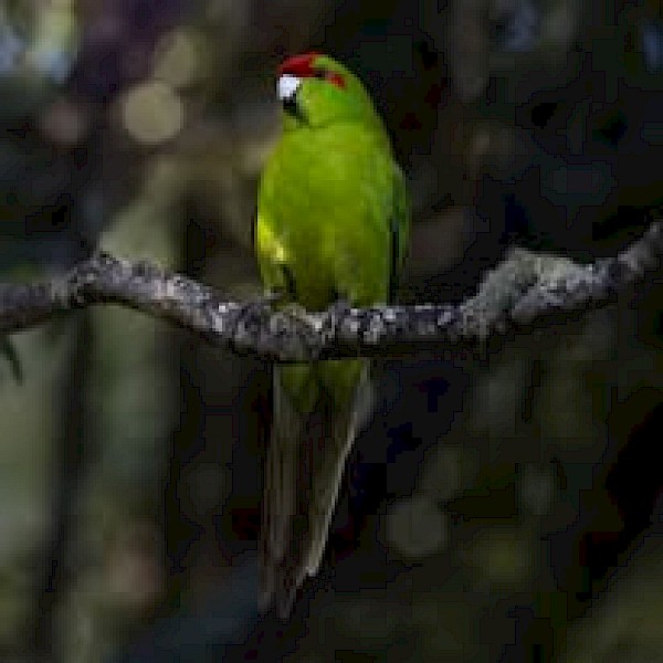 Photo: Tony Stoddard wildbirds.nz