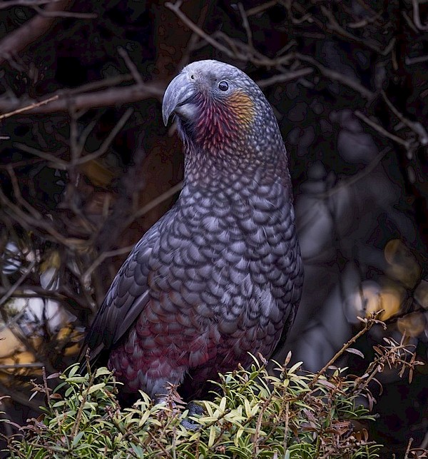 Kākā, Tony Stoddard, wildbirds.nz
