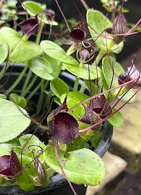 Corybas iridescens