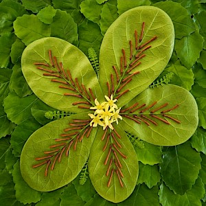 A tale of two Pennantias, by Kate McAlpine.