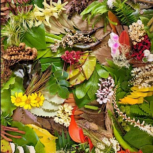 Feast of New Zealand Natives, by Kate McAlpine.
