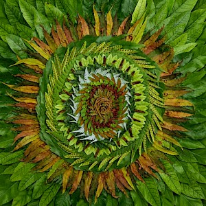 Ferns of Ōtari-Wilton’s Bush, by Kate McAlpine.