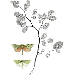 Carpodetus serratus and Aenetus virescens, by Sandra Morris. Sandra’s painting comes framed in timber from a fallen putaputawētā (Carpodetus serratus) tree.